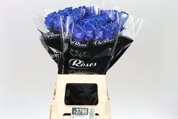 <h4>Rosa Gr Vip Blue</h4>