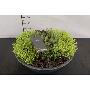 * Arr Zink. Schaal Sedum Gem. 36 Cm.