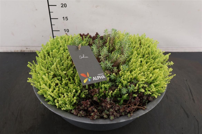 <h4>* Arr Zink. Schaal Sedum Gem. 36 Cm.</h4>