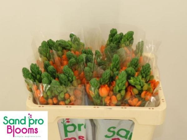 <h4>ORNIT DB SUNRAY</h4>