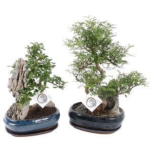 Bonsai Mixed with Rock in 26cm Ceramic with Saucer