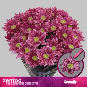 Chr T Serenity