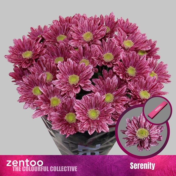 <h4>Chr T Serenity</h4>
