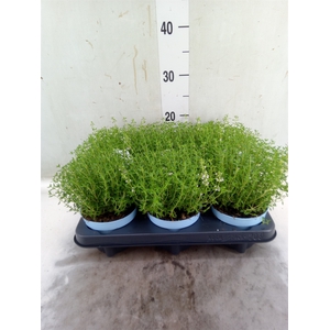 Thymus vulgaris 'Compactus'