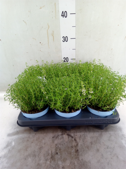 <h4>Thymus vulgaris 'Compactus'</h4>