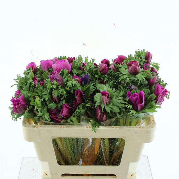 <h4>Anem Mistral Cerise Extra</h4>