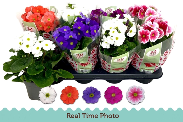 <h4>Prim Ob Tm Gem</h4>