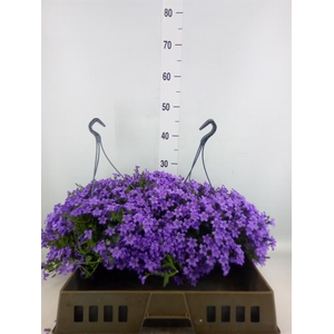 Campanula porten. 'Catharina'