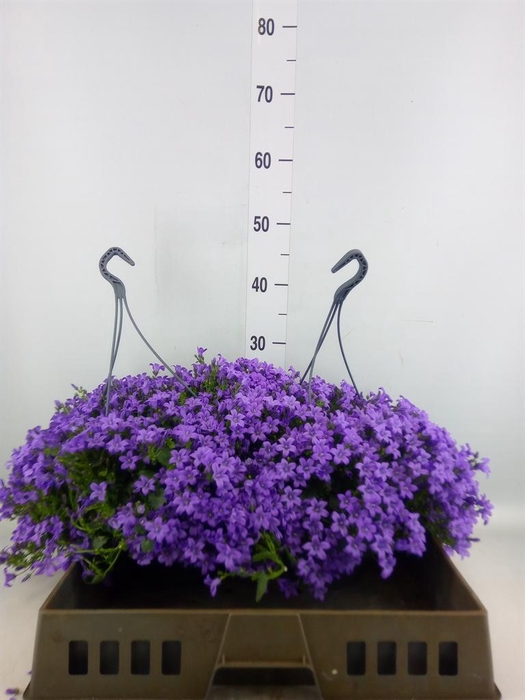 <h4>Campanula porten. 'Catharina'</h4>