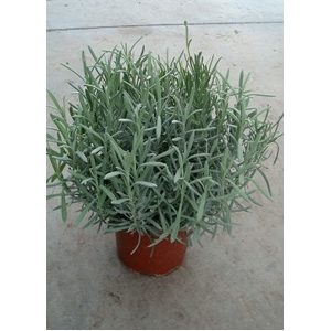Lavandula overig