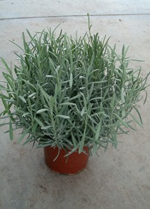 <h4>Lavandula overig</h4>
