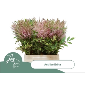 ASTIL AR ERIKA