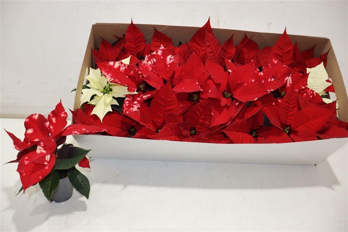 <h4>Euphor P Gem</h4>