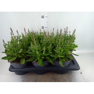 Salvia nemorosa