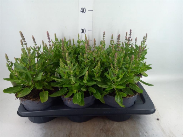<h4>Salvia nemorosa</h4>