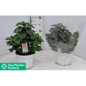 HIBISCUS M LU PINK S