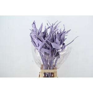 DF Strelitzia Leaf Milka