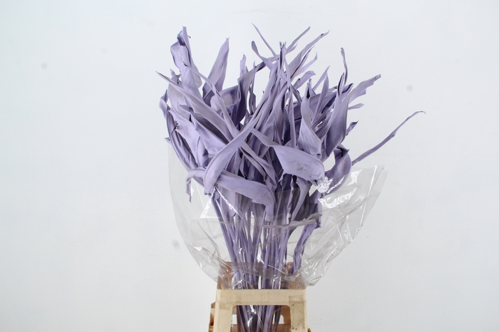 <h4>DF Strelitzia Leaf Milka</h4>