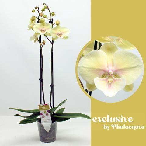 <h4>Alice 2-tak 65cm (GROEN)</h4>