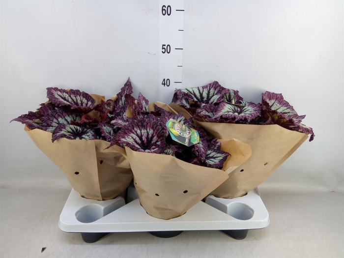 <h4>Begonia BD ...</h4>