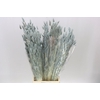 Dried Lagurus Grey