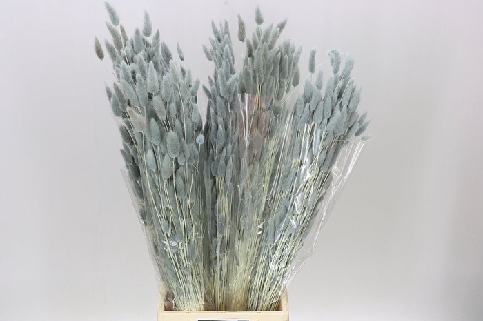 Dried Lagurus Grey