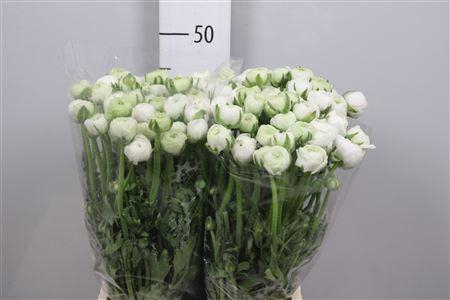 <h4>Ran El White</h4>