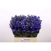 Delphinium EN 'Donna'