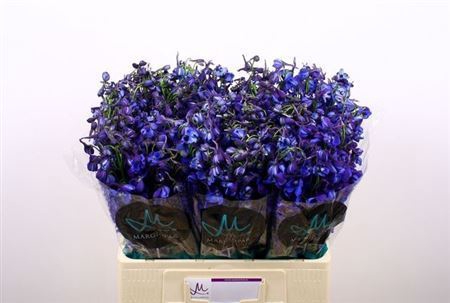 Delphinium EN 'Donna'