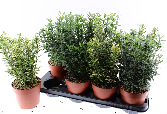 <h4>EUONYMUS JAP GEM</h4>