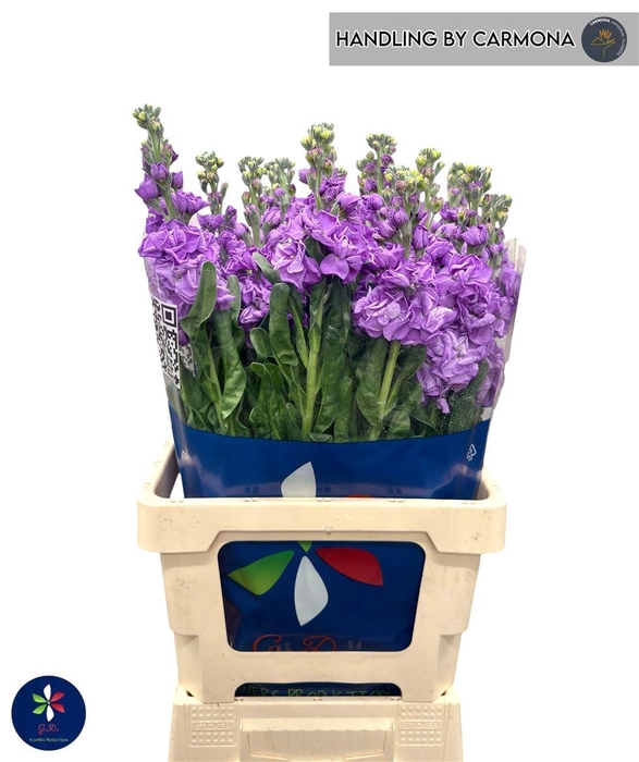 <h4>Matth Iron Blue</h4>