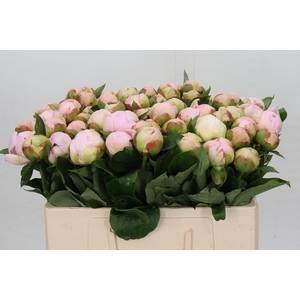 Paeonia Florence Nicholls