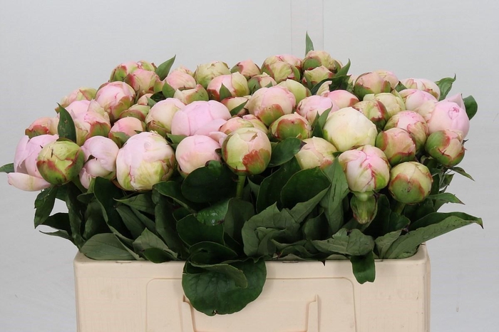 <h4>Paeonia Florence Nicholls</h4>