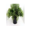 Chamaerops humilis