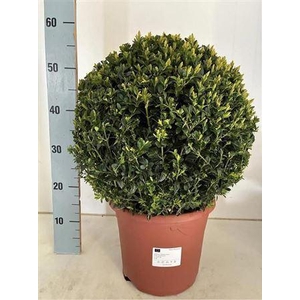 Buxu Sempervirens Bol 35cm Diam.