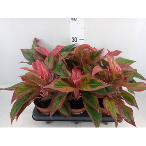 Aglaonema  'Crete'