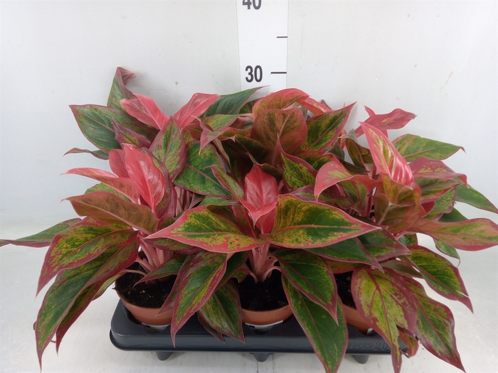 <h4>Aglaonema  'Crete'</h4>