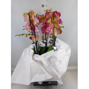 Phalaenopsis   ...orange