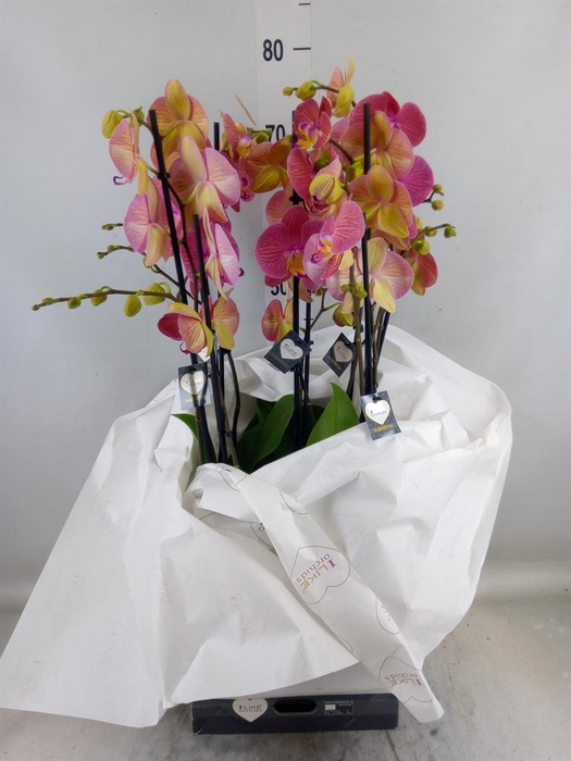 <h4>Phalaenopsis   ...orange</h4>