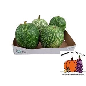<h4>CUCURBITA (KALEBAS)</h4>