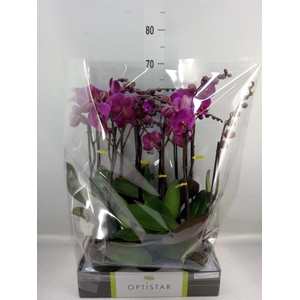 Phalaenopsis   ...lilac