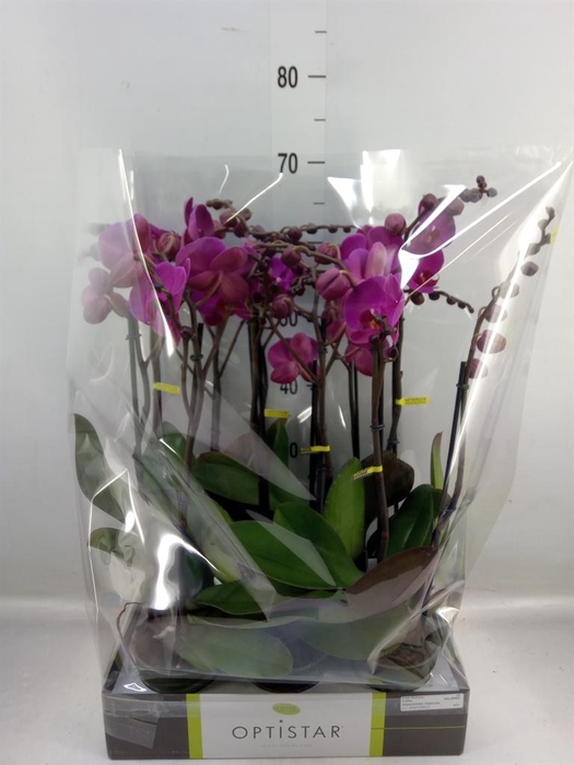 <h4>Phalaenopsis   ...lilac</h4>