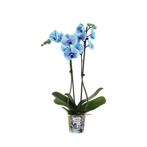 Potcover I Am Coloured Phal I Am Blue Lagoon 2T14+