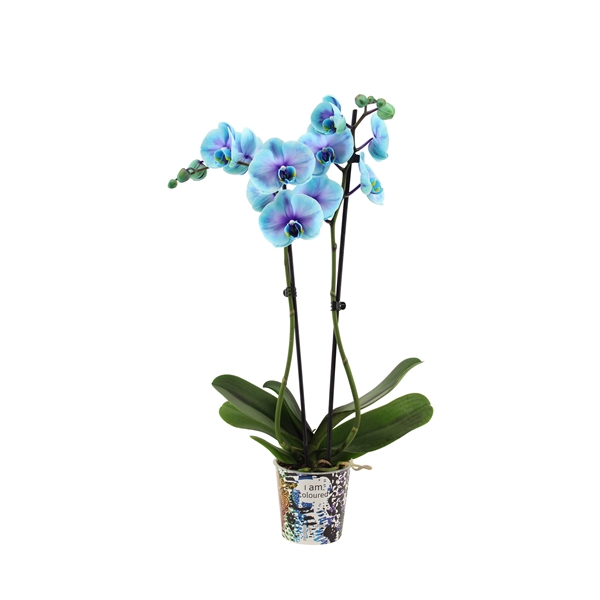 <h4>Potcover I Am Coloured Phal I Am Blue Lagoon 2T14+</h4>