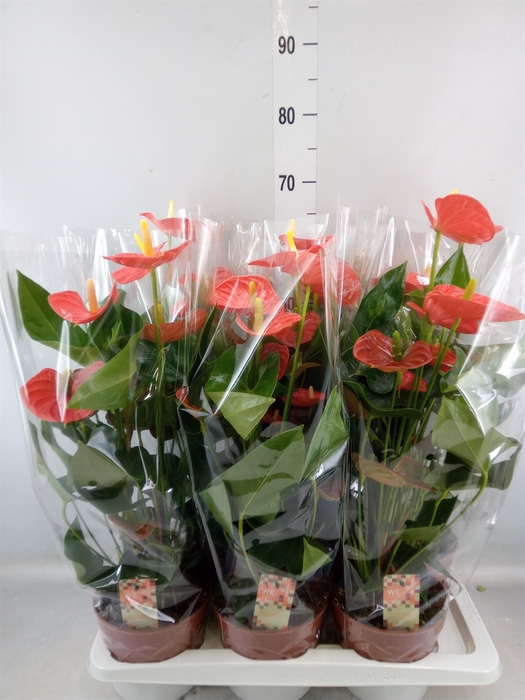 <h4>Anthurium andr. 'Sierra Orange'</h4>