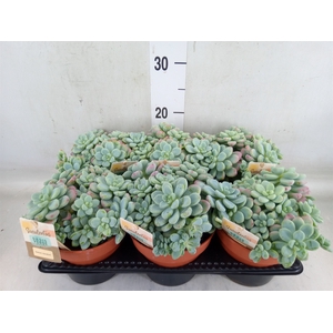 Sedum   ...