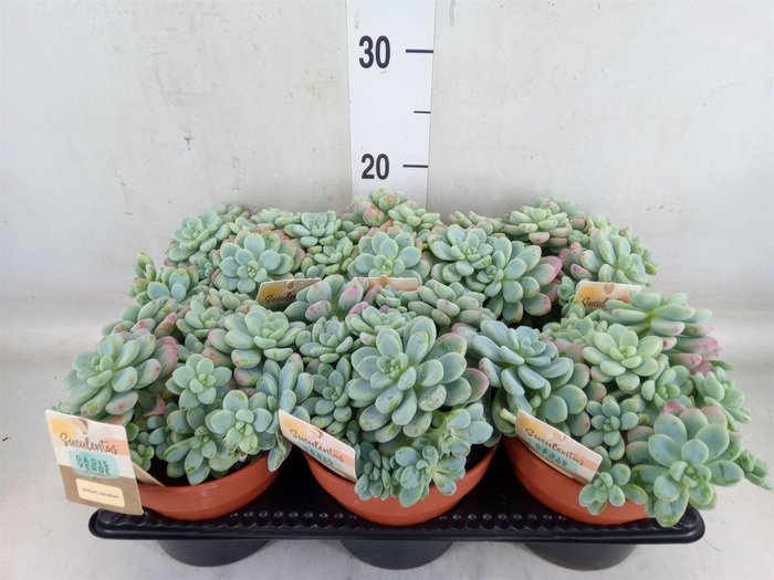 <h4>Sedum   ...</h4>