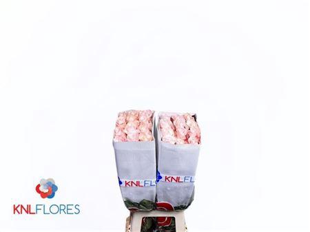 <h4>R Gr Pomarosa Ec</h4>