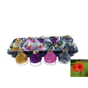 Bloembol Hippeastrum In Glitter