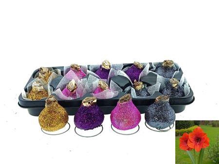 <h4>Bloembol Hippeastrum In Glitter</h4>